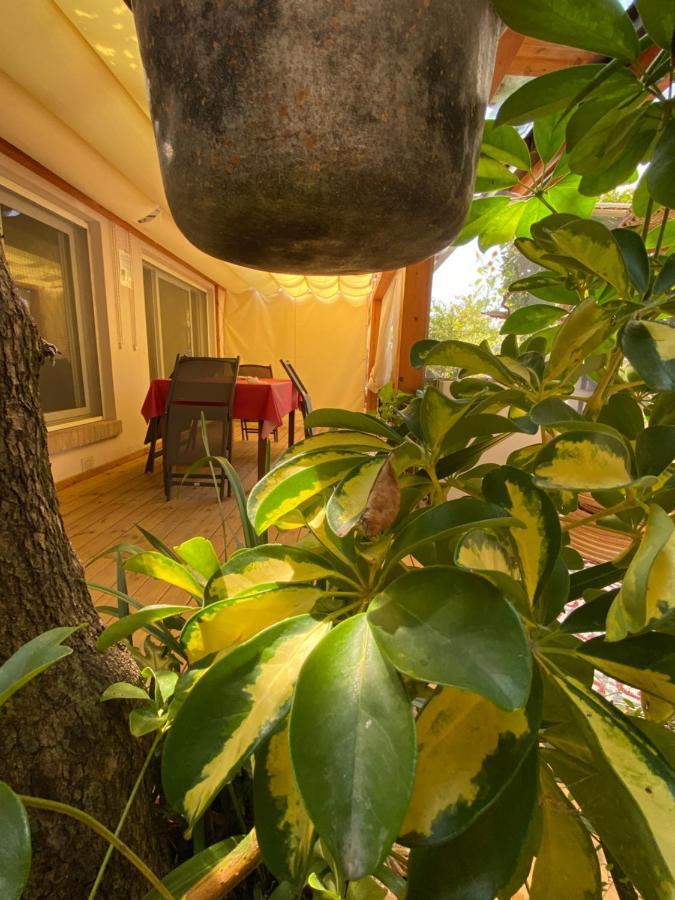Ancora Bilocale Villa Marina di Massa Kültér fotó