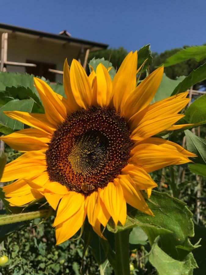 Ancora Bilocale Villa Marina di Massa Kültér fotó